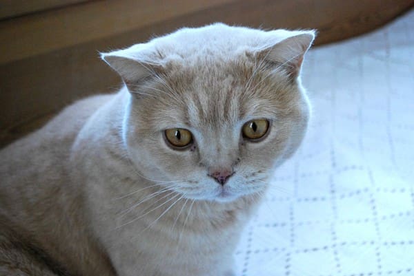 Påskfirande - Baka Sockerfritt