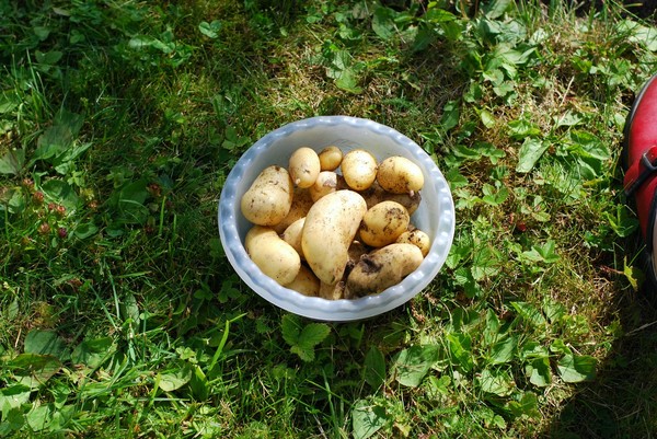 Miniresa #2 i sommar - Julita, bär och kaniner - Baka Sockerfritt