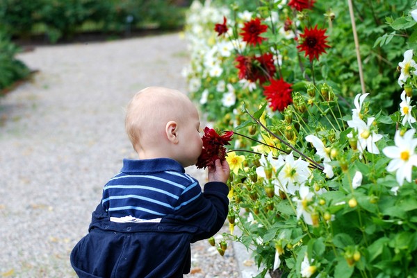 Miniresa #2 i sommar - Julita, bär och kaniner - Baka Sockerfritt