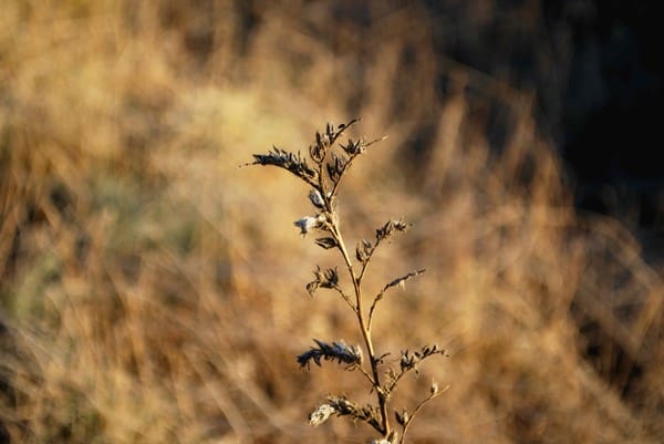 Ögonblicksbilder 57